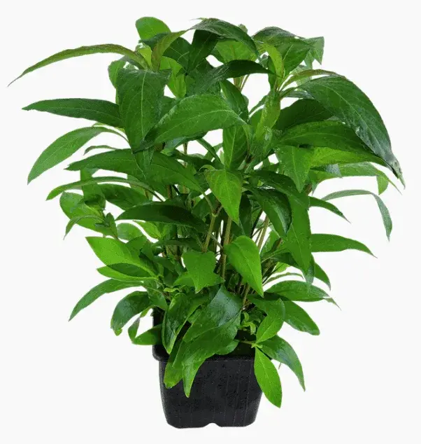 Hygrophila Corymbosa 'Stricta' view 6