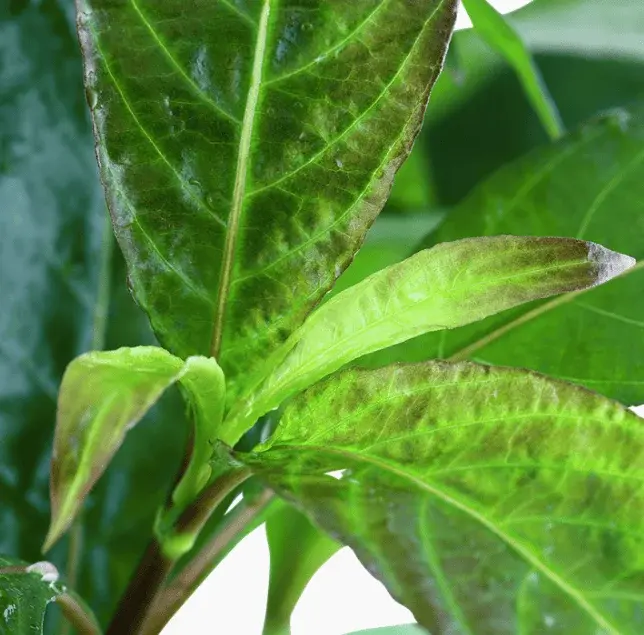 Hygrophila Corymbosa 'Stricta' view 2
