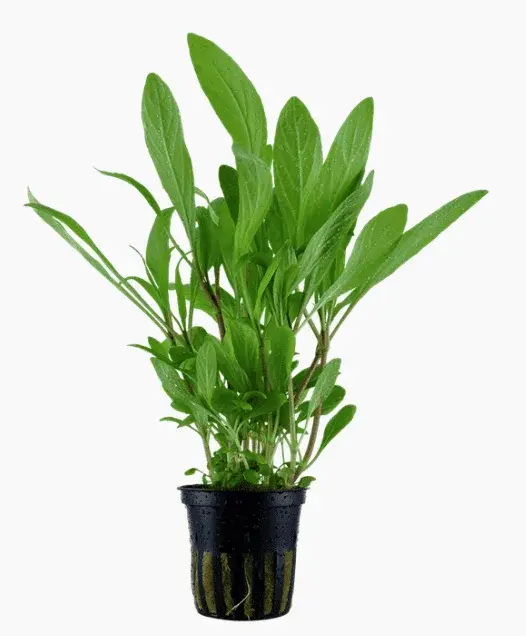 Hygrophila Costata