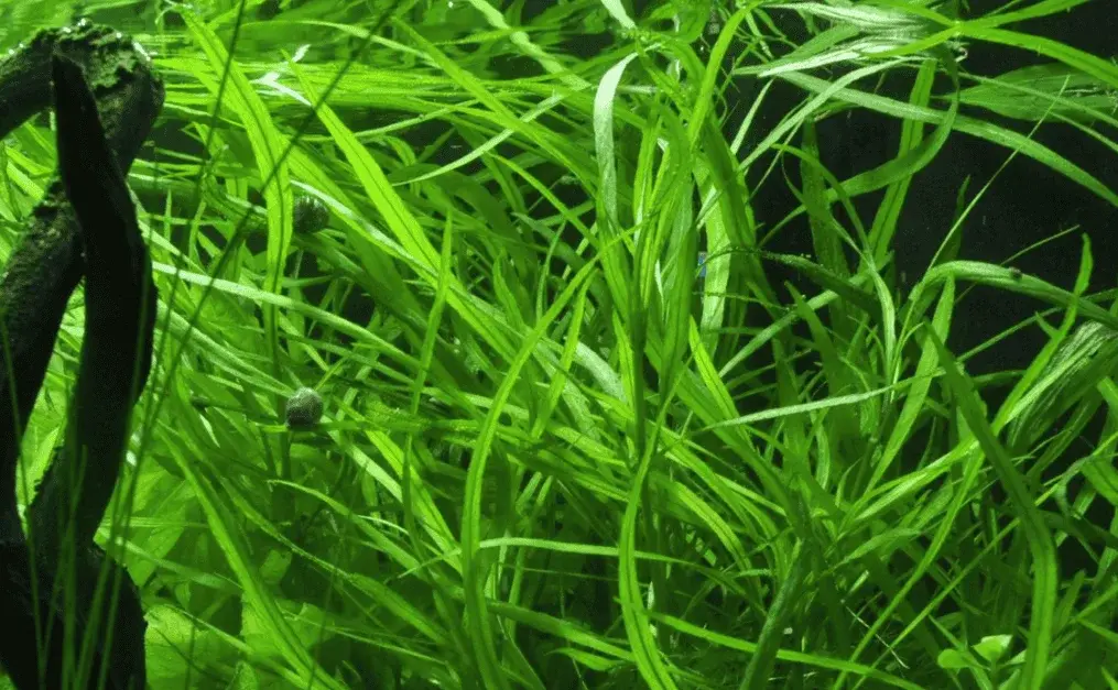 Hygrophila Costata view 3