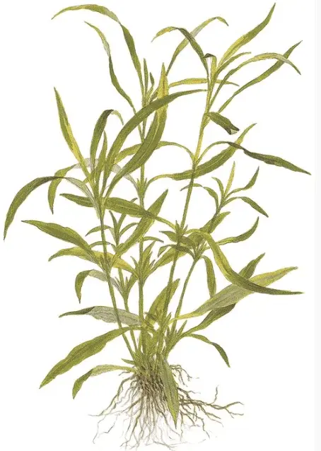 Hygrophila Costata view 2