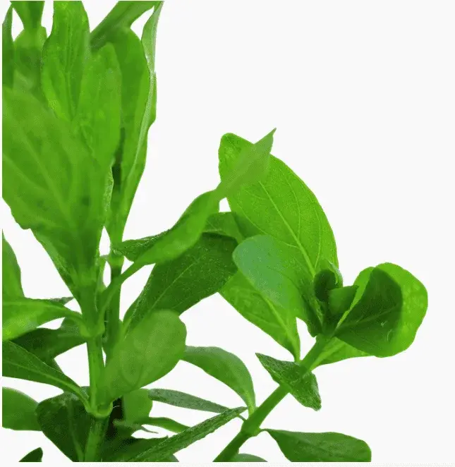 Hygrophila Polysperma view 5