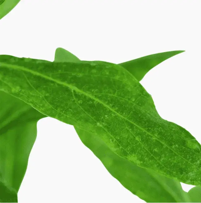 Hygrophila Polysperma view 4