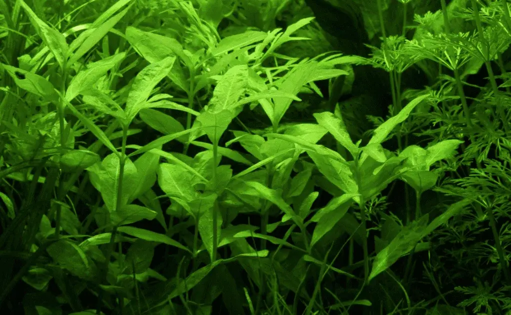 Hygrophila Polysperma view 3