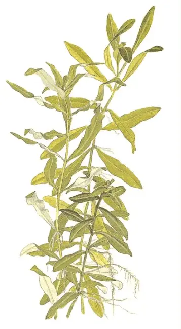 Hygrophila Polysperma view 2