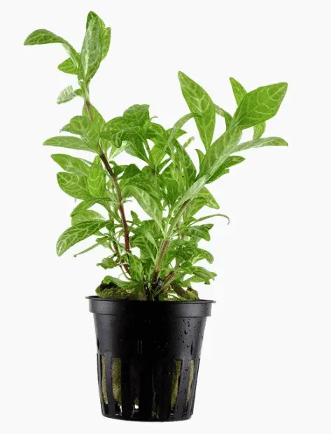 Hygrophila Polysperma 'Rosanervig'