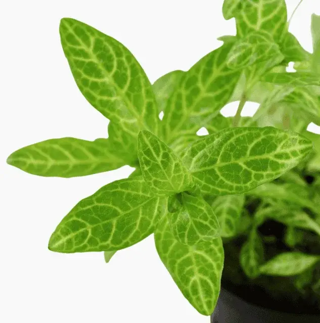 Hygrophila Polysperma 'Rosanervig' view 5
