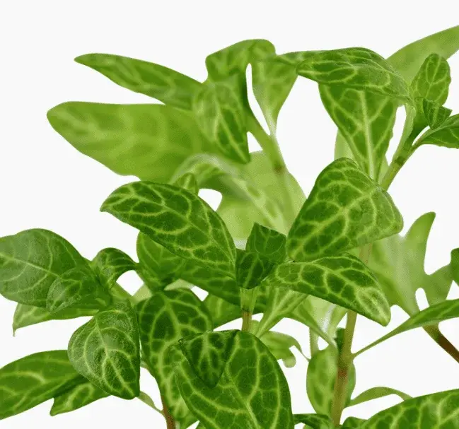 Hygrophila Polysperma 'Rosanervig' view 4
