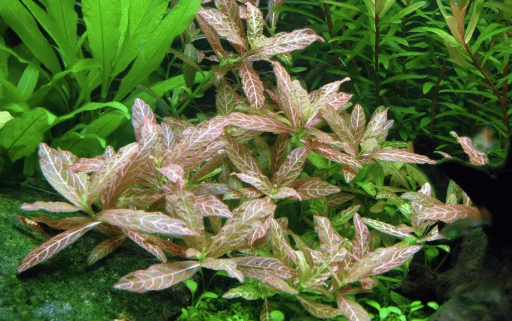Hygrophila Polysperma 'Rosanervig' view 3
