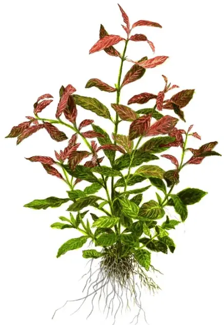 Hygrophila Polysperma 'Rosanervig' view 2