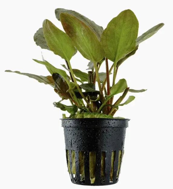 Lagenandra meeboldii 'Red'