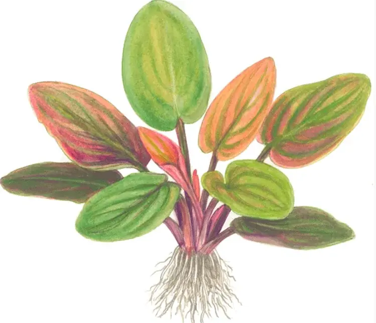 Lagenandra meeboldii 'Red' view 2