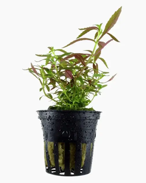 Limnophila Hippuridoides