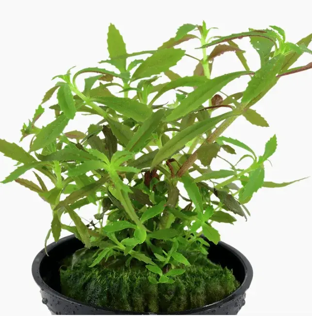 Limnophila Hippuridoides view 4