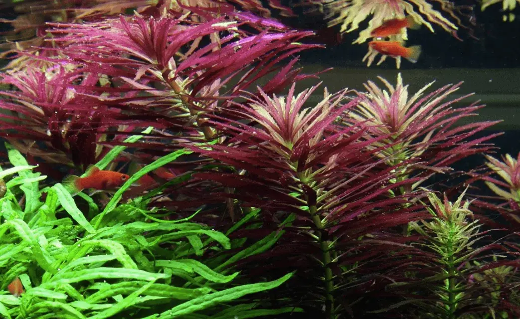 Limnophila Hippuridoides view 3