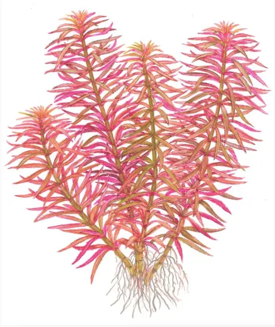 Limnophila Hippuridoides view 2