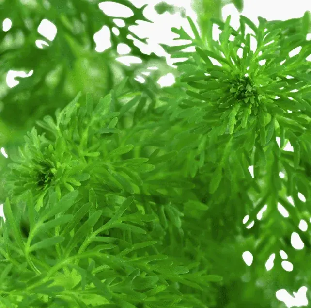 Limnophila Sessiliflora view 4
