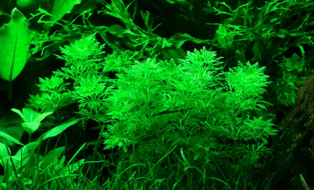 Limnophila Sessiliflora view 3