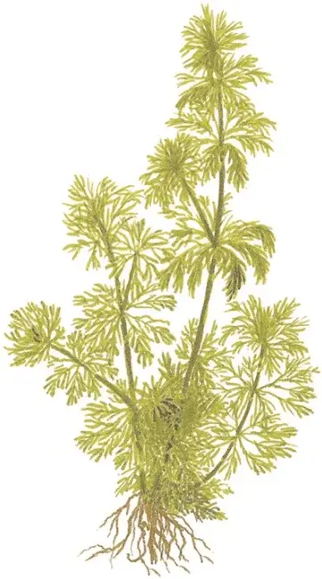 Limnophila Sessiliflora view 2