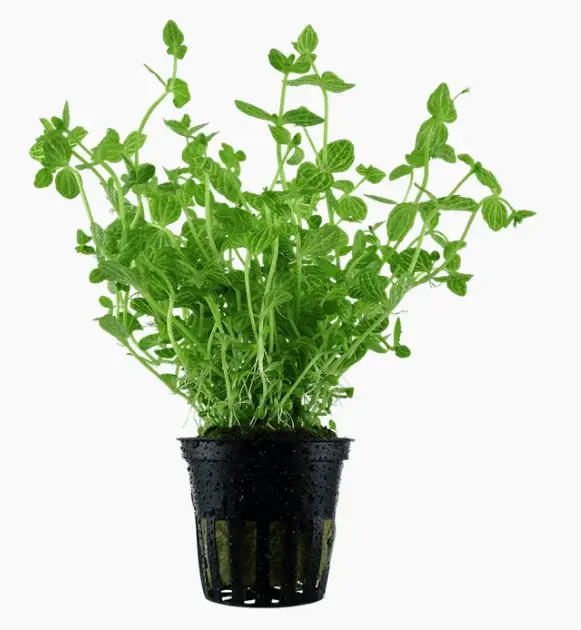 Lindernia Rotundifolia