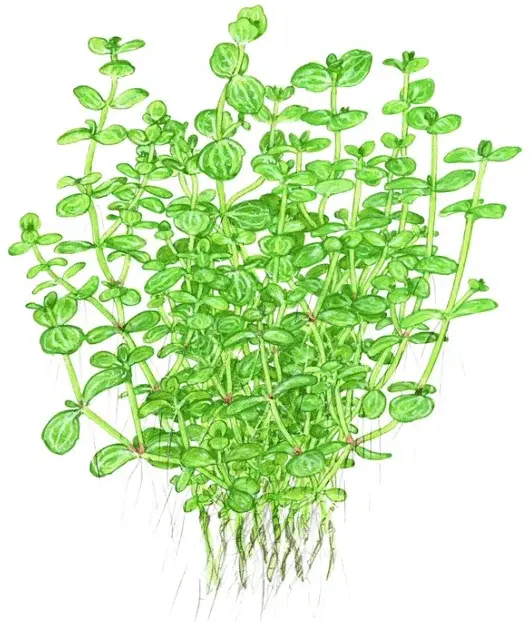 Lindernia Rotundifolia view 2