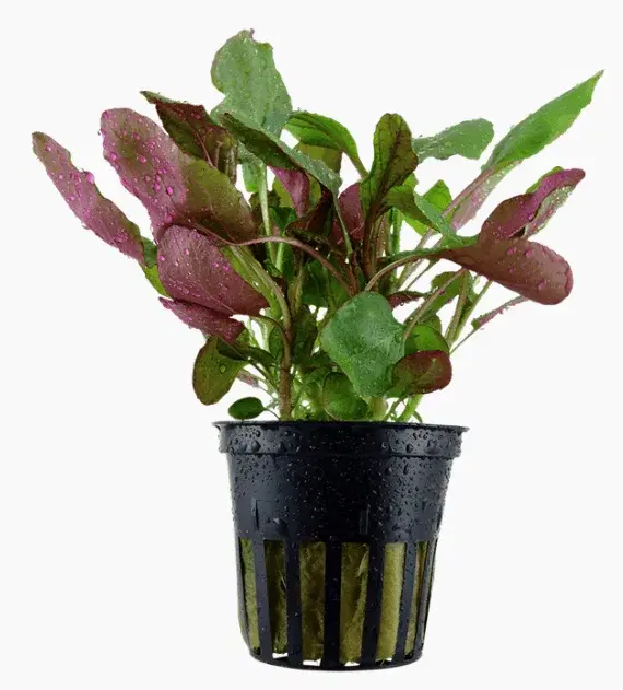Lobelia Cardinalis