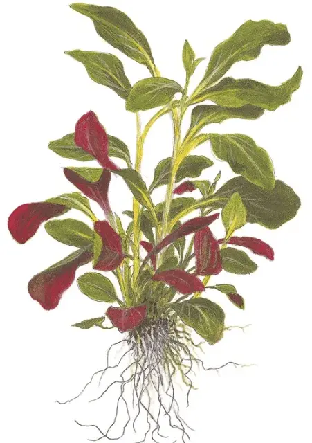 Lobelia Cardinalis view 2