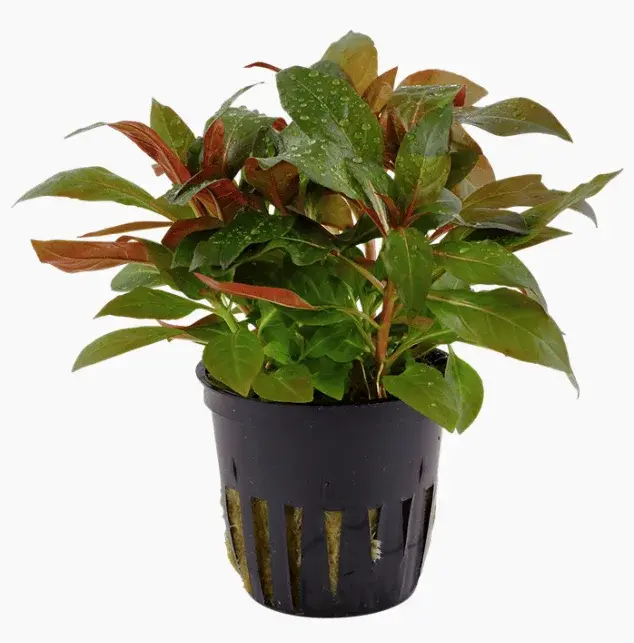 Ludwigia Glandulosa