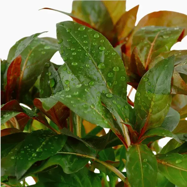 Ludwigia Glandulosa view 2