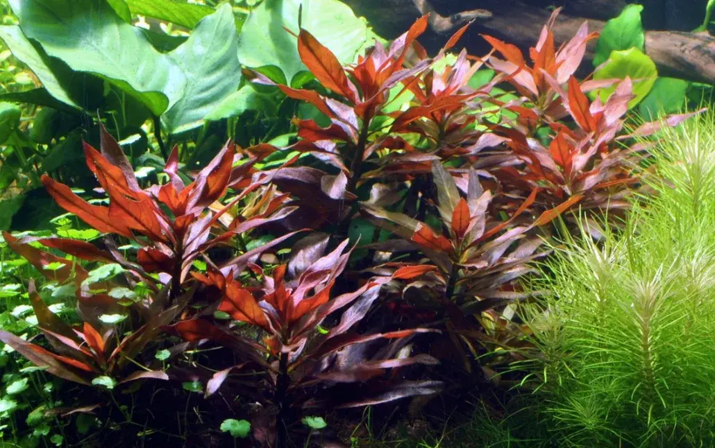 Ludwigia Glandulosa view 3