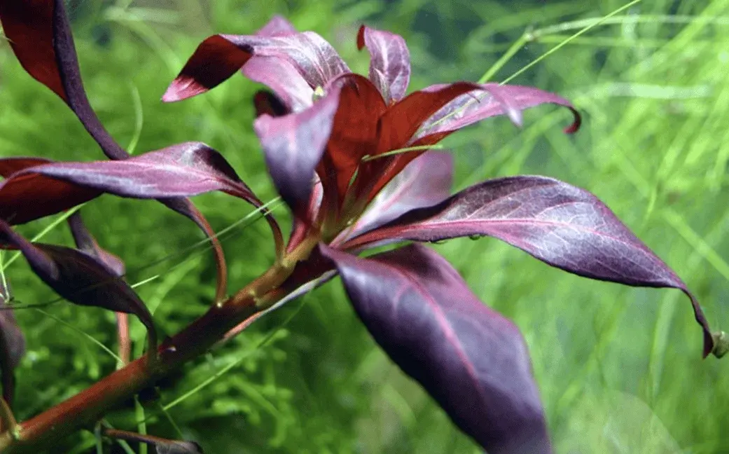 Ludwigia Glandulosa view 4
