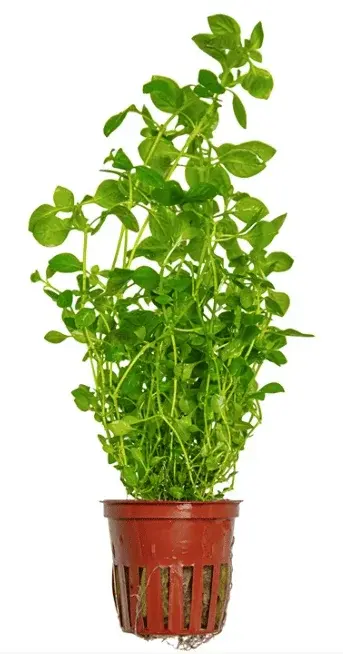 Ludwigia Palustris 'Green'