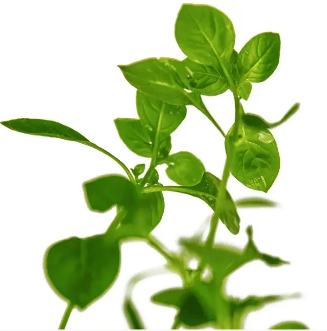 Ludwigia Palustris 'Green' view 5