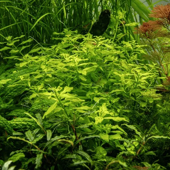 Ludwigia Palustris 'Green' view 4