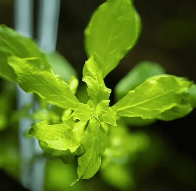 Ludwigia Palustris 'Green' view 3