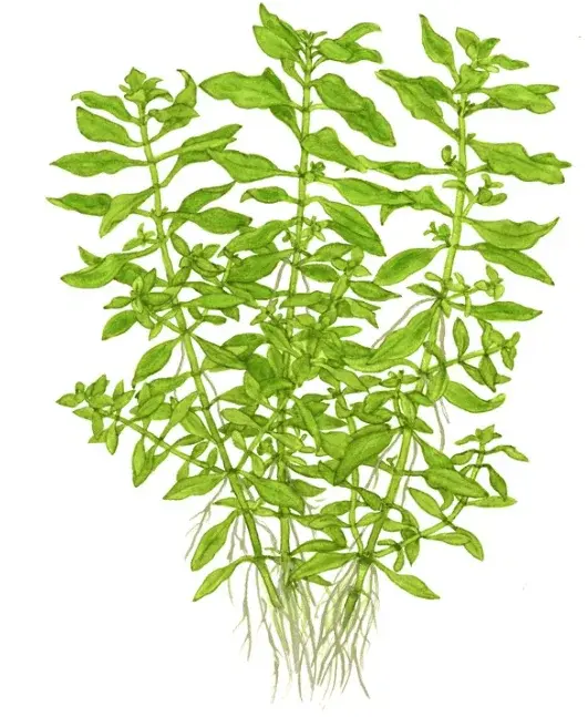Ludwigia Palustris 'Green' view 2