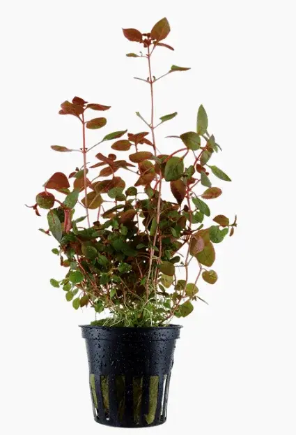 Ludwigia Palustris 'Super Red'