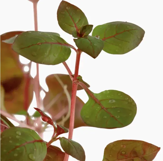 Ludwigia Palustris 'Super Red' view 4