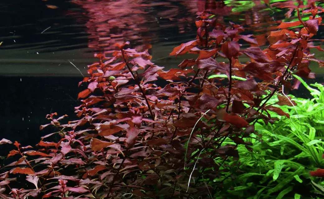 Ludwigia Palustris 'Super Red' view 3