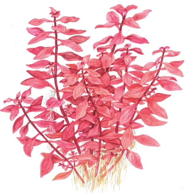 Ludwigia Palustris 'Super Red' view 2