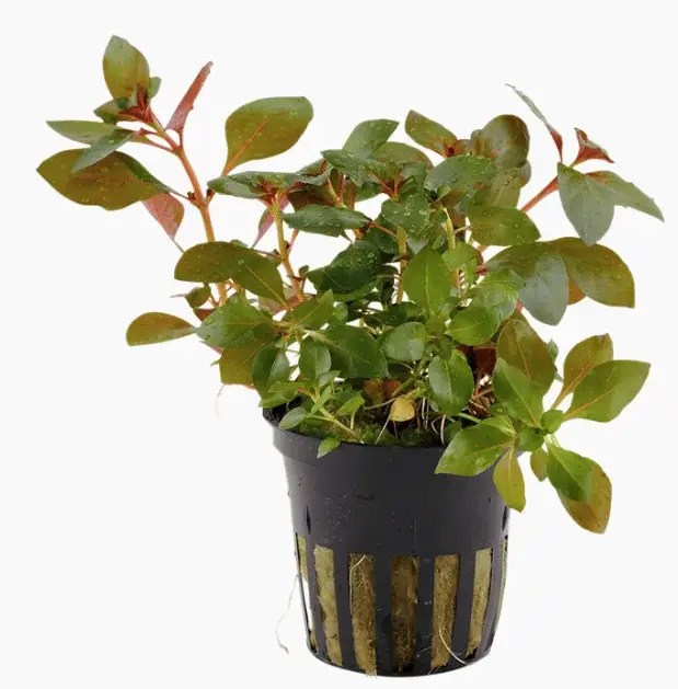 Ludwigia repens 'Rubin'