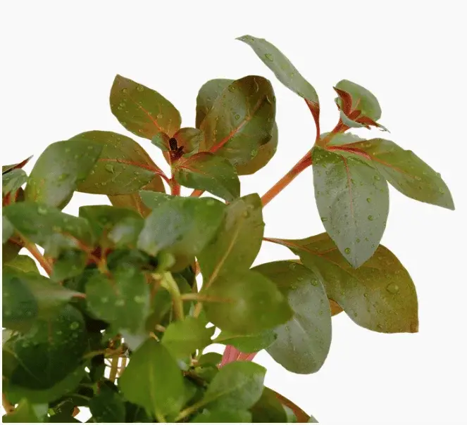 Ludwigia repens 'Rubin' view 4
