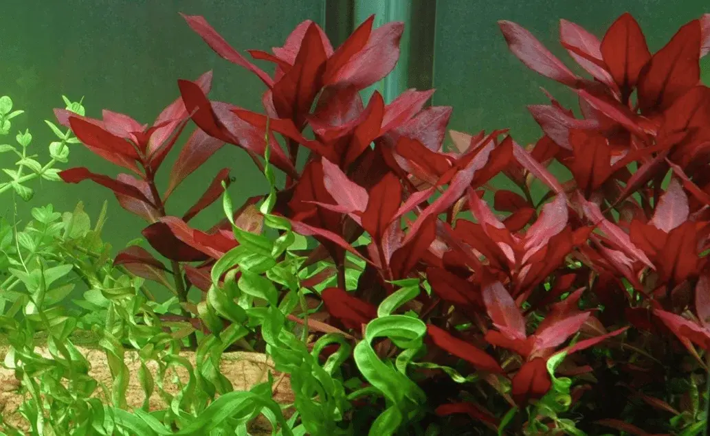 Ludwigia repens 'Rubin' view 3