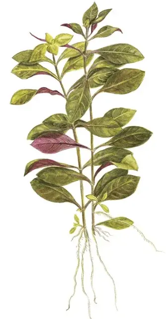 Ludwigia repens 'Rubin' view 2