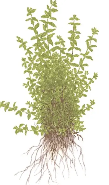 Micranthemum Glomeratum view 2