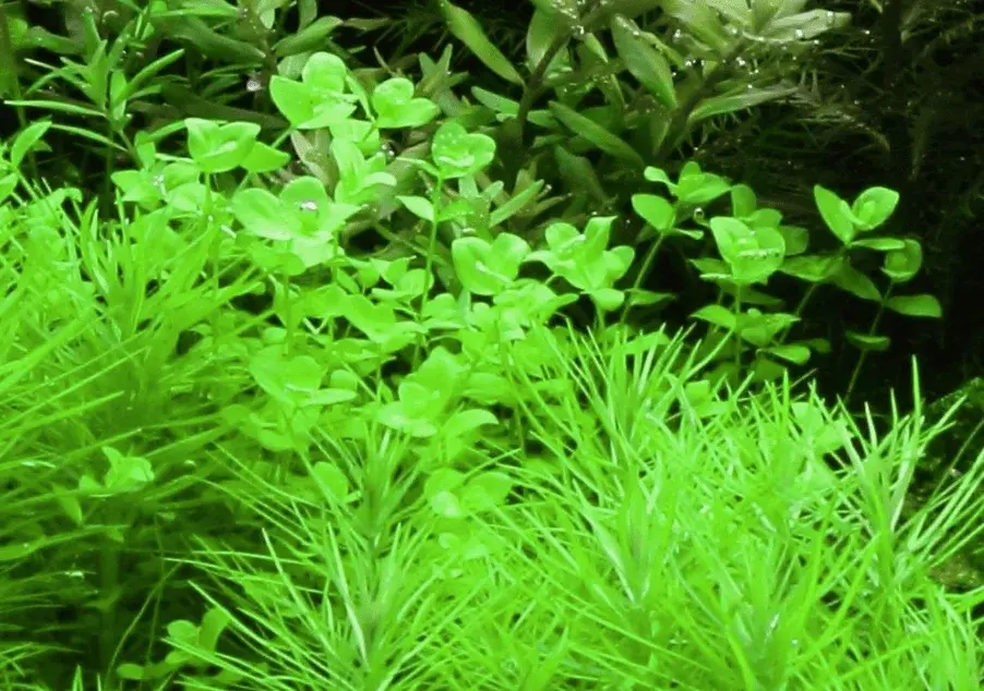 Micranthemum Umbrosum view 4