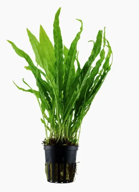 Microsorum Pteropus