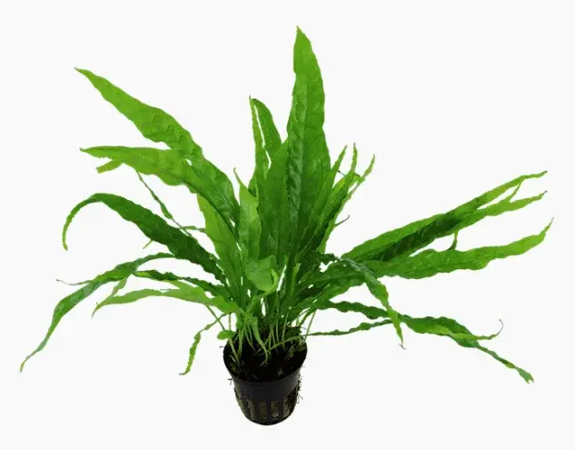 Microsorum Pteropus view 6