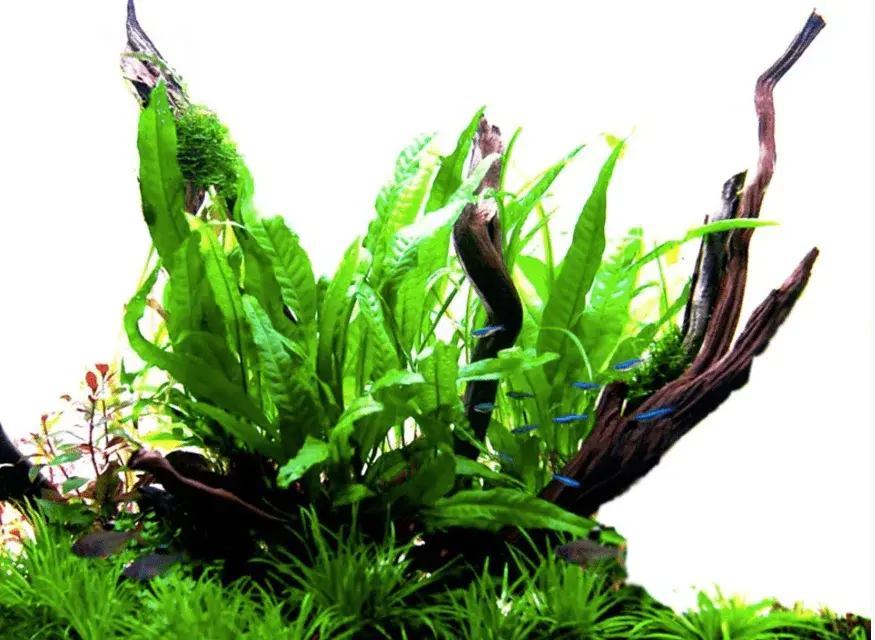 Microsorum Pteropus view 4