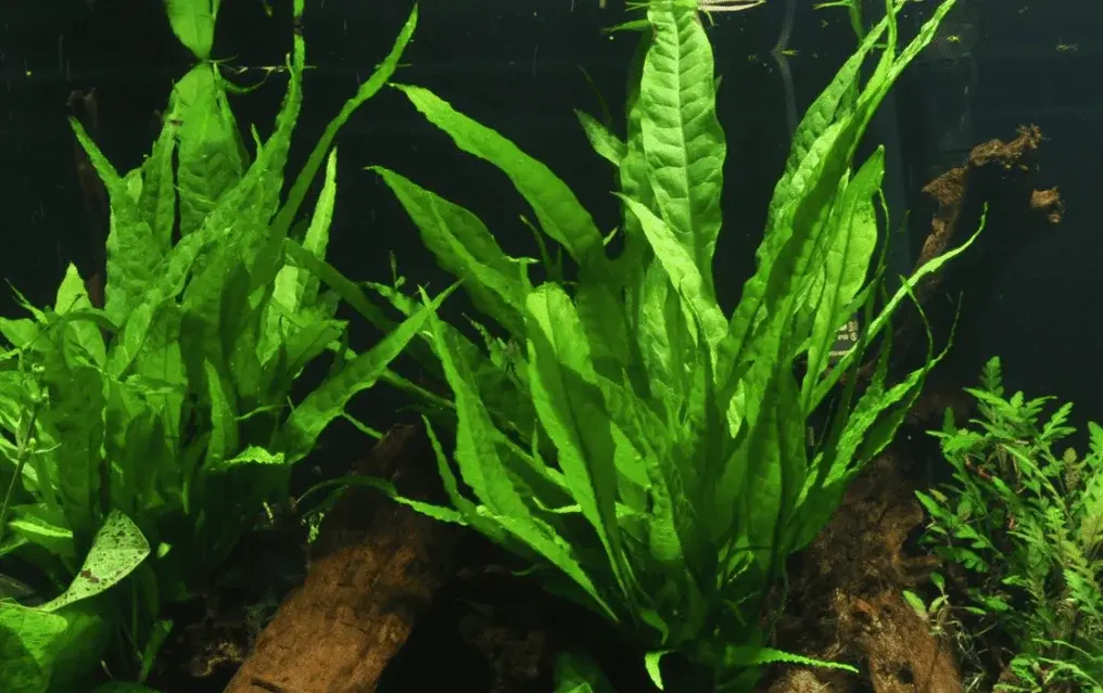 Microsorum Pteropus view 2